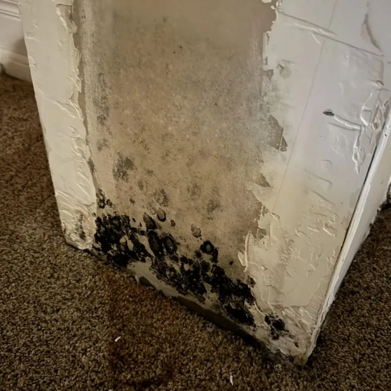 Professional Mold Removal in Coal County, OK